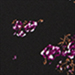 Black/Pink