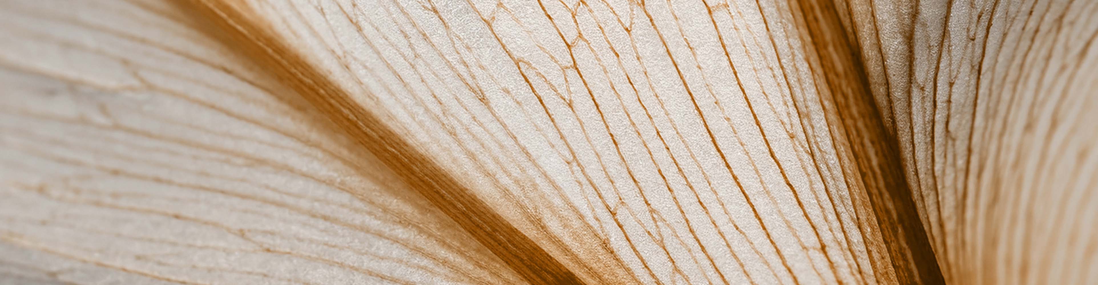 Detailaufnahme von nachhaltigem Naturmaterial – feine Linien auf einem Blatt oder Holz mit organischen Texturen.