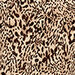 Beige/Brown